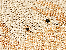 蟹の刺繍藤布八寸名古屋帯　誉田屋源兵衛製